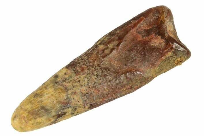 Fossil Pterosaur (Siroccopteryx) Tooth - Morocco #248933